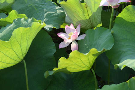 Lotus flower and Lotus flower plants in the pond with green leaves.の写真素材