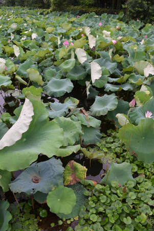 Lotus flower and Lotus flower plants in the pond of the parkの写真素材