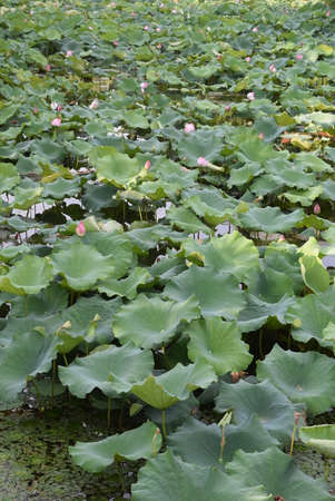 Lotus flower blooming in the pond in the summer season.の写真素材