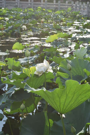 White lotus flower in the pond. Lotus flower in the pond.の写真素材