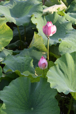 Lotus flower and Lotus flower plants in the pond, Lotus flower and Lotus flower plantsの写真素材