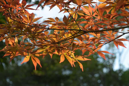 Autumn leaves of Japanese mapleの写真素材