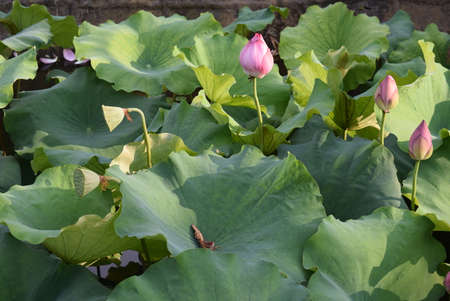 Lotus flower and Lotus flower plants in the pond in the gardenの写真素材