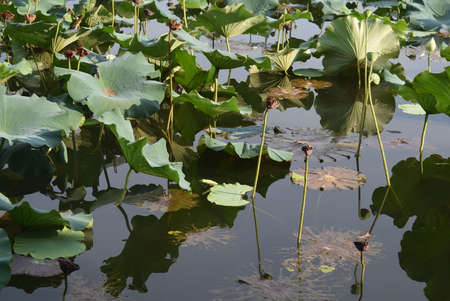 Lotus leafs in the pond. The beauty of nature.の写真素材