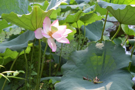 Lotus flower and Lotus flower plants in the pond with green leaves.の写真素材