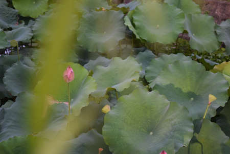 Lotus flower in the pond. Green lotus leaf background.の写真素材