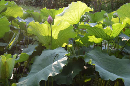 Lotus leaves in the garden. The lotus is a symbol of Buddhism.の写真素材