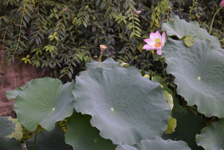 Lotus leaves and flowers in the pond in summer, close upの写真素材