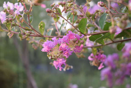 Lagerstroemia indica Lagerstroemia, Queen's flowerの写真素材