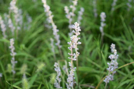 Lavender flowers blooming in the meadow, selective focusの写真素材