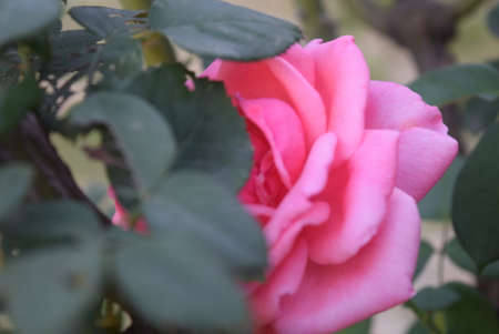 Pink rose blooming in the garden. Beautiful natural floral background.の写真素材