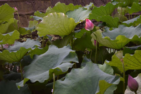 Lotus flower and Lotus flower plants in the pond, lotus flower and Lotus flower plantsの写真素材