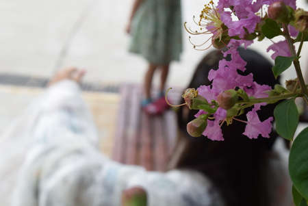 crape myrtle flower, Queen's crape myrtleの写真素材