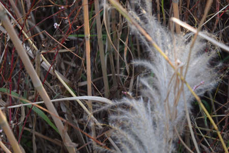 Pampas grass in autumn, close-up, selective focus.の写真素材