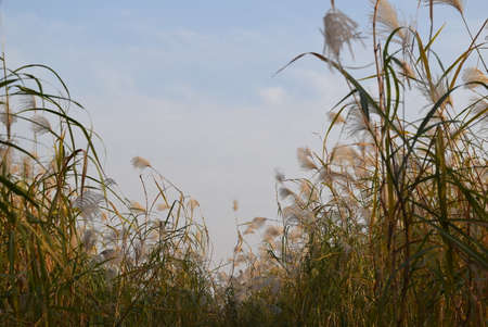 Pampas grass in the meadow on a background of blue skyの写真素材