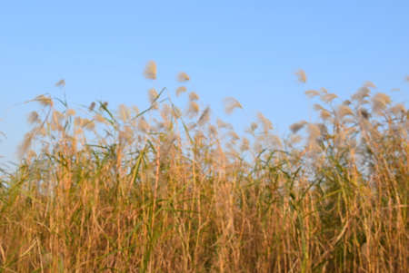 Blurred reeds on a background of blue sky in the eveningの写真素材