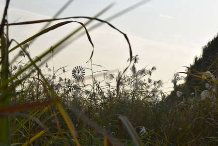 Dandelion flower in the meadow at sunset. Selective focus.の写真素材