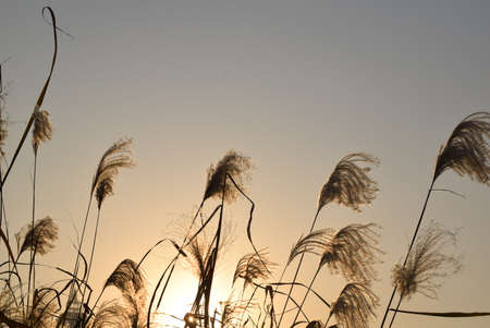 Pampas grass in the wind at sunset. High quality photoの写真素材