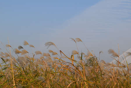 The reeds on the background of the blue sky. High quality photoの写真素材