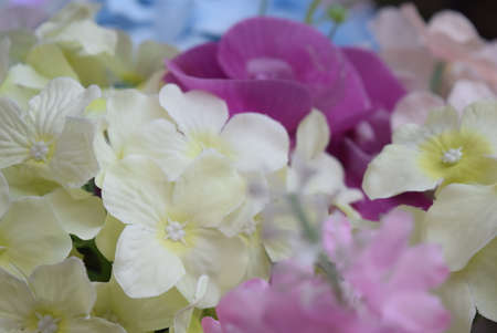 Close up view of hydrangea flowers in full bloom.の写真素材