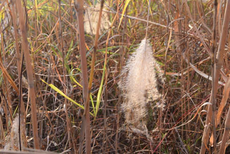 Pampas grass on the shore of a lake in autumn.の写真素材