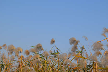 Pampas grass with blue sky background. High quality photo.の写真素材