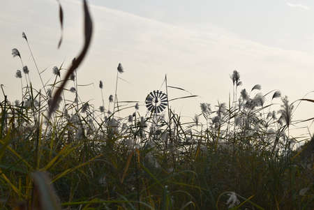 A closeup shot of grass with a windmill in the backgroundの写真素材