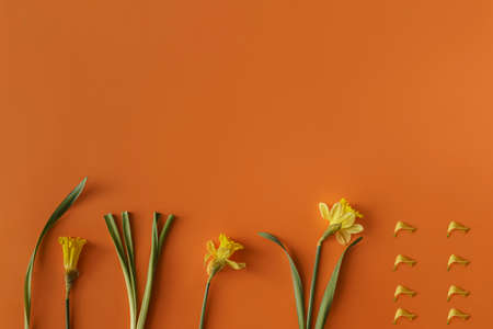 Creative layout with yellow flowers. Yellow flowers daffodils on an orange background. View from above.の写真素材