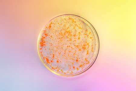 A petri dish with a texture of gel and orange oil on a gradient pink-yellow background. View from above.の写真素材