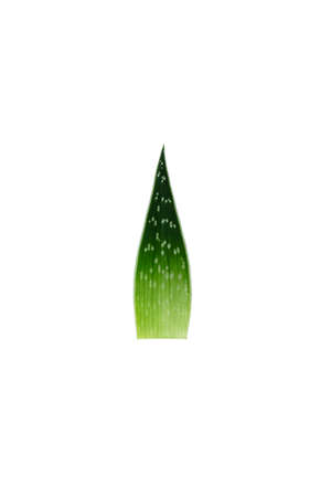 Aloe vera leaf isolated on white. Top view.の写真素材