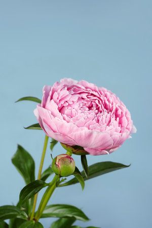Pink peony on a blue background. Front viewの写真素材