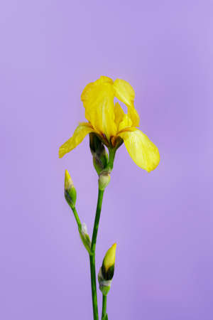 Yellow Iris bud on a purple background. Front view.の写真素材