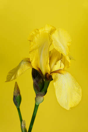 Yellow Iris bud on a yellow background. Front view.