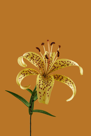 Yellow lily flower isolated on light brown background. Front view.の写真素材