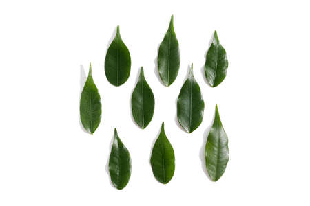 Green leaves isolated on white background. Green leaf tea concept.の写真素材