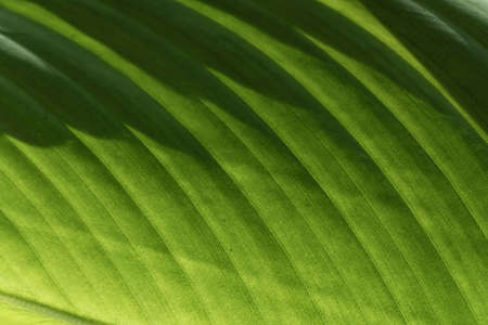 Background, plant leaf close-up. selective focus. nature's pattern