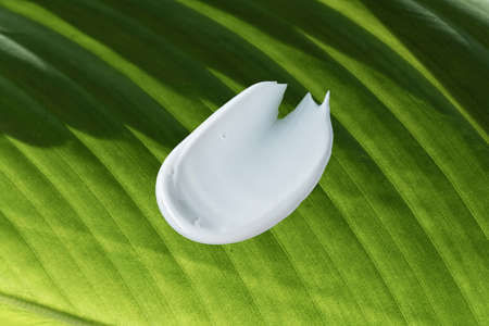 A smear of a white cream for face and body care on a green leaf background. The concept of organic...