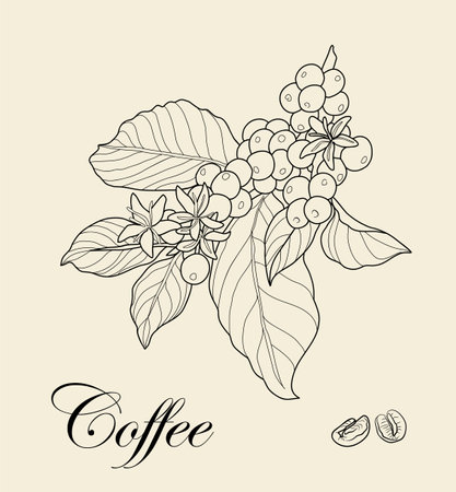Branch of coffee tree with leaves and natural coffee beans. Silhouette, art line, sketch. Botanical Vector illustration isolated. Modern minimalist packaging, labels, branding, menのイラスト素材