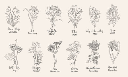 Set of flower line art vector illustrations. Snow drop, daffodil, iris, rose, tulip, lilies of the valley, aster, cosmos, poppies, chrysanthemum. Birth month flowers wall art, logoのイラスト素材