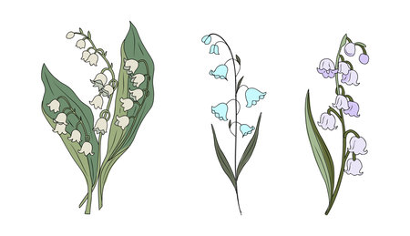 Botanical set of floral plants. Gorgeous Lily of the valley flowers isolated. Colorful vector illustration, May birth month flower. Trendy design for wall art, poster, cards, invitation, tattoo, logoのイラスト素材