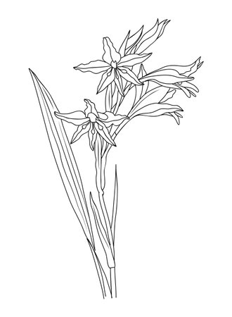 Birth month flower line art vector illustration isolated on white. Gladiolus August birth month flower black ink sketch. Lotus Modern minimalist hand drawn design for logo, tattoo, wall art, poster.のイラスト素材