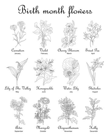 Birth month flowers Set of line art vector illustrations. Carnation, violet, honeysuckle, lilies, gladiolus, aster hand drawn black ink sketch. Modern minimalist design for jewelry, tattoo, logo.のイラスト素材