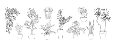 Set of Houseplants outline drawing Vector isolatedのイラスト素材
