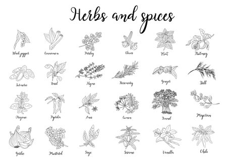 Herbs and spices hand drawn vector illustration.のイラスト素材