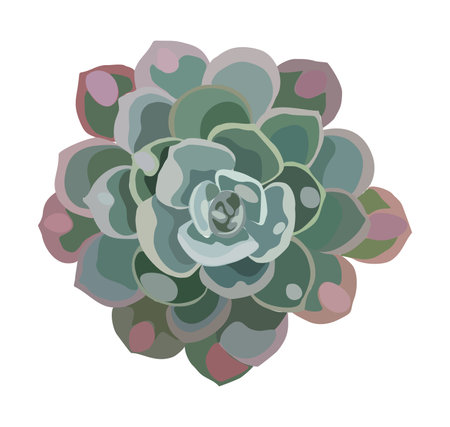 Echeveria potted house plant top view vector.のイラスト素材