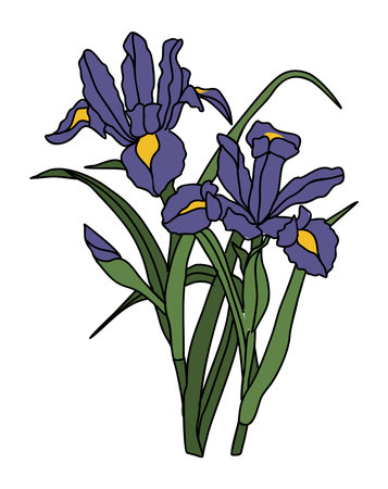 Iris February birth month flower vector art.のイラスト素材