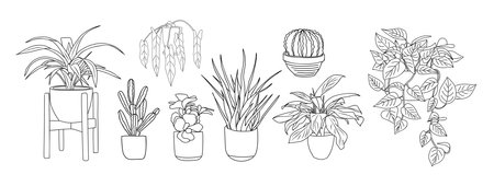 Set of Houseplants outline drawing vector isolatedのイラスト素材