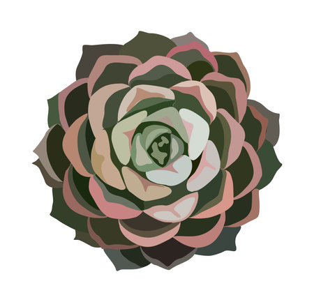 Echeveria potted house plant top view vector.のイラスト素材
