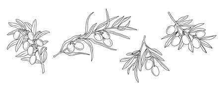 Set of Olive Branches in Modern Linear Style.のイラスト素材