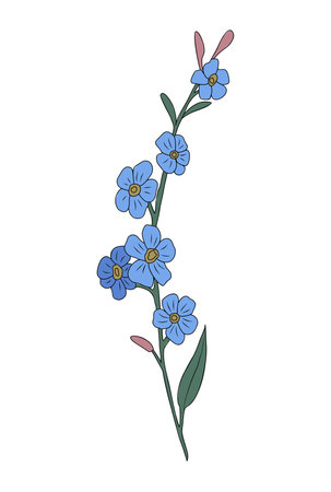 Forget me not flower colorful vector isolated.のイラスト素材